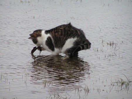 KONICA MINOLTA DIGITAL CAMERA