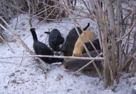 4 feral cats snow