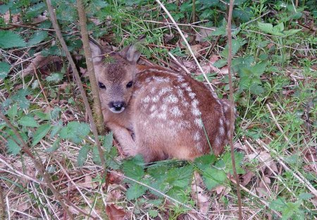 6 deer fawn