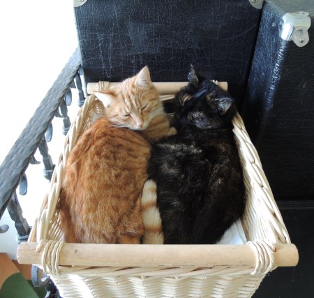 Mia Gandhi basket DSCN0489