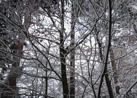 Min Ki tree snow DSCN2461