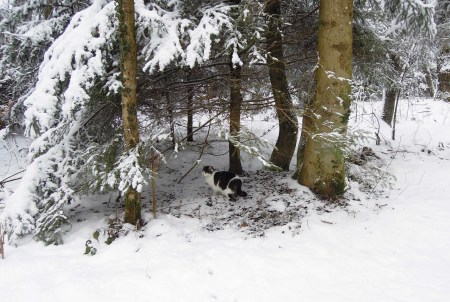 Sumo forest snow DSCN2484