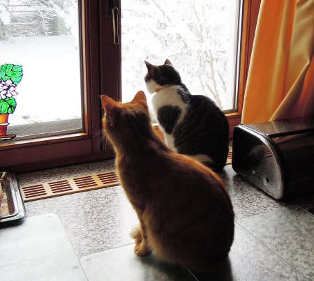 Gandhi Min Ki kitchen window winter  B