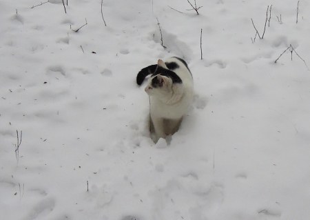 Mas Xi snow forest B