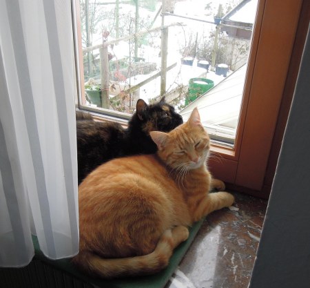 Mia Gandhi windowsill B