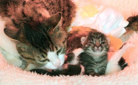 Brigitta wheel chair cat 4