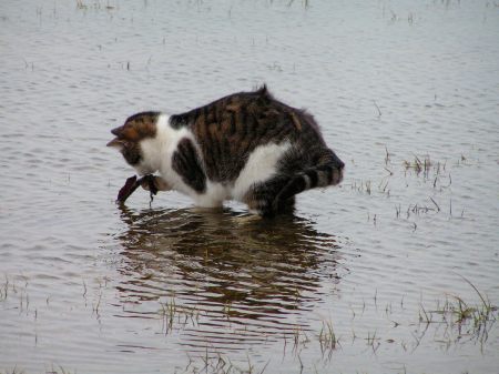 KONICA MINOLTA DIGITAL CAMERA