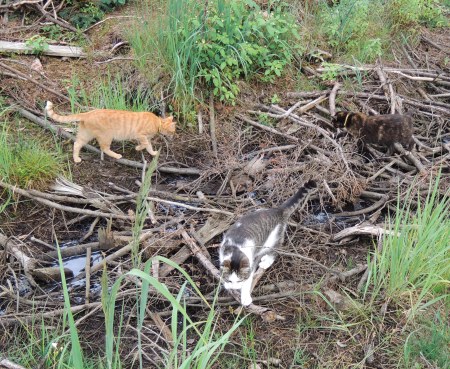 Gandhi Min Ki Mia forrest DSCN0722