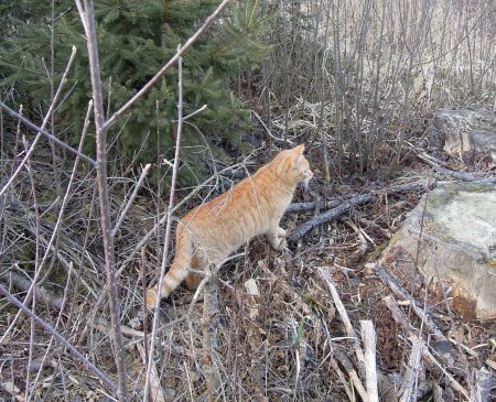 Gandhi forest DSCN1419