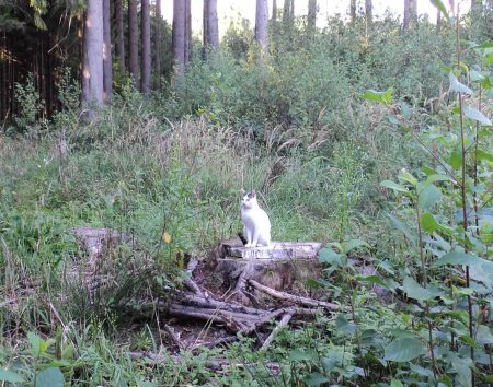 Maxi forest DSC00964