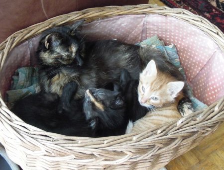 Mia + kitten basket DSCN1842