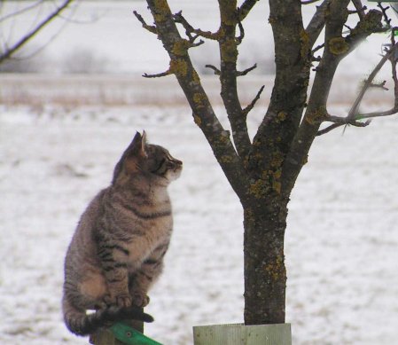 Cindy snow 02 24 2009