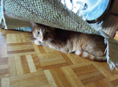 Gandhi hiding DSCN3010