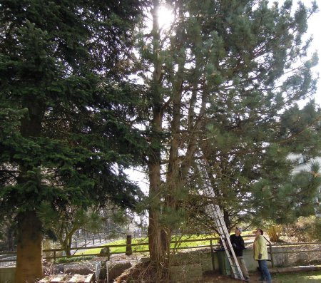 pine tree cut DSCN3021