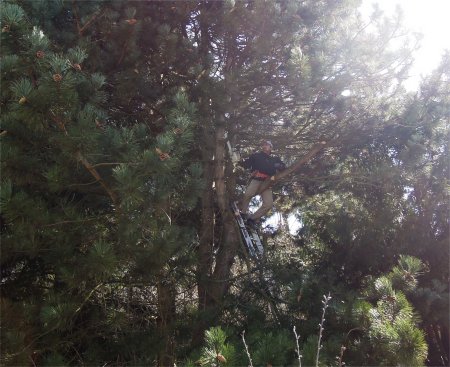 pine tree cut DSCN3027