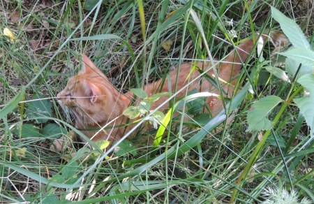 Gandhi forrest DSCN0776 2