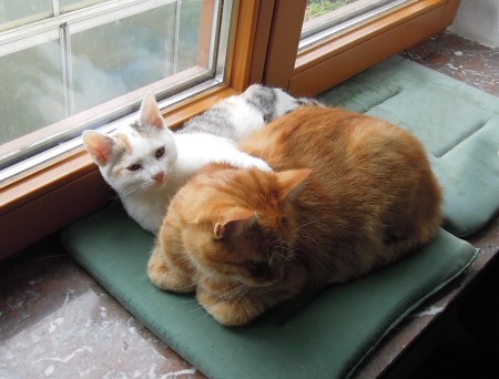 Linda Gandhi window DSCN3302