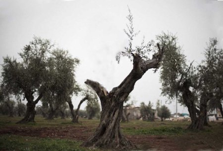 Syrian trees 2