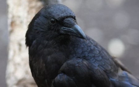 crow looking