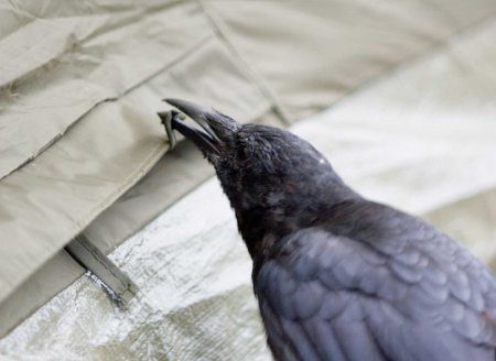 crow opening tent