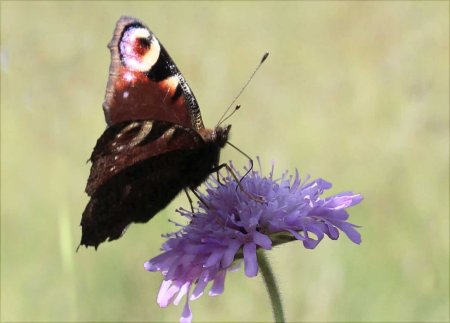 peacock butterfly 1
