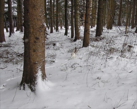 Lindas first winter 25