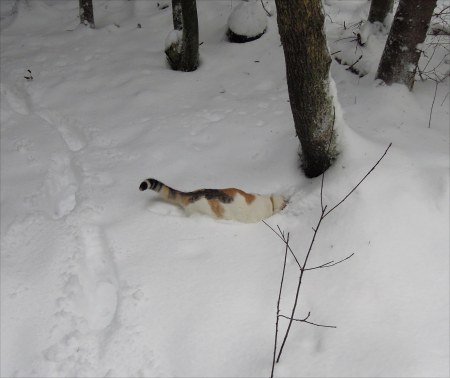 Linda forest snow DSCN3481