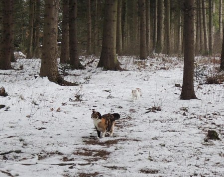 Rosy Linda forest snow DSCN1247 b