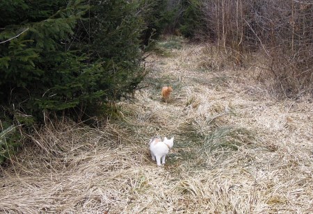 Linda Gandhi forest DSCN3605