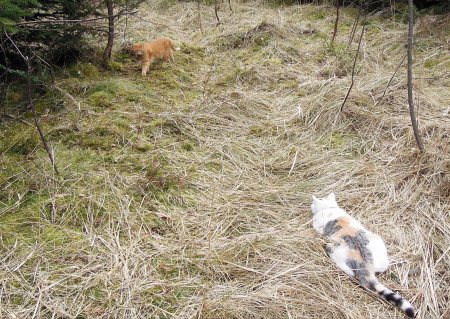 Linda Gandhi forest DSCN3613 b