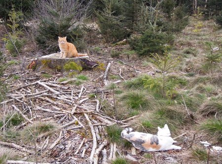 Linda Gandhi forest DSCN3649 b