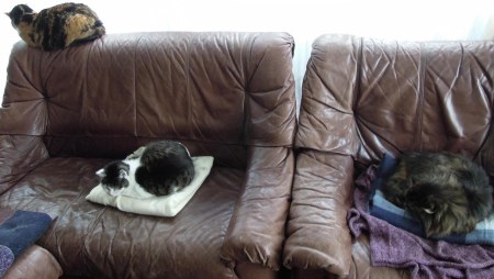 Rosy, Wendy, Sumo couch DSCN3007