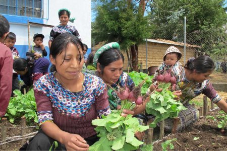 women harvesting 3