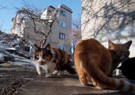 Donbass cats