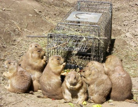Prairie Dog Trap