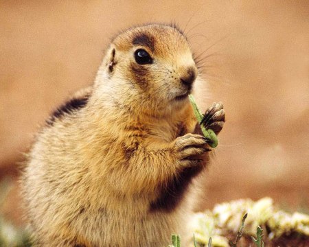 prairie dogs 15