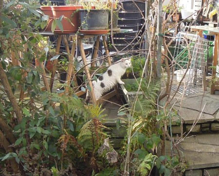 Lucia garden DSCN3909