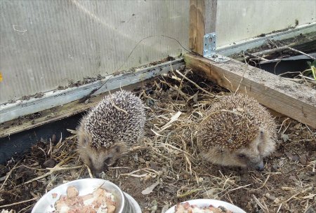 hedgehogs greenhouse foodcups DSCN4530