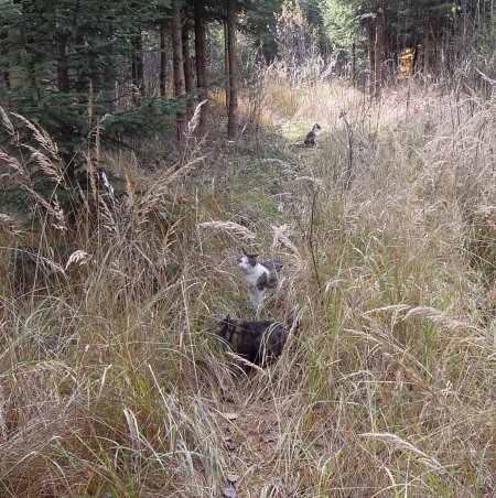 cats jungle DSCN0116