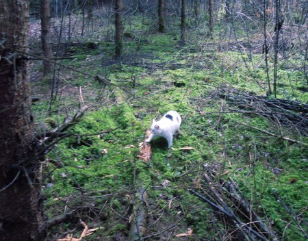 Lucia forest DSCN4449