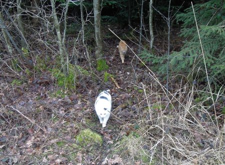 Lucia Gandhi forest DSCN4457 b