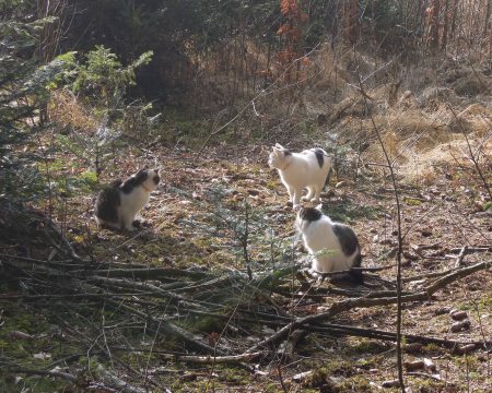 Sumo Min Ki Ma Xi forest DSCN1504