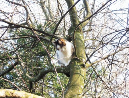 Min Ki tree DSCN0663