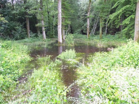 temporary lake in forest DSCN4572