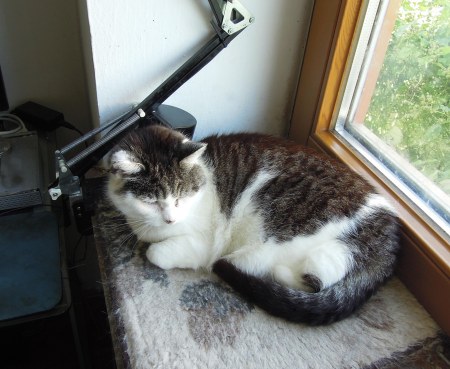 Miss Marple windowsill DSCN4602