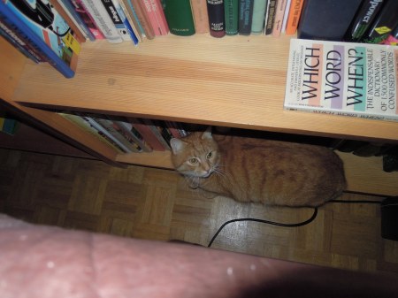 gandhi-hiding-bookshelf-dscn4409