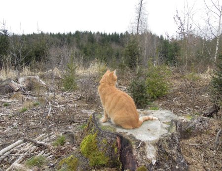 gandhi-treestump-dscn3646