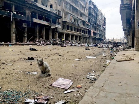 cat-aleppo-destruction