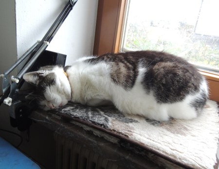 miss-marple-windowsill-dscn1420