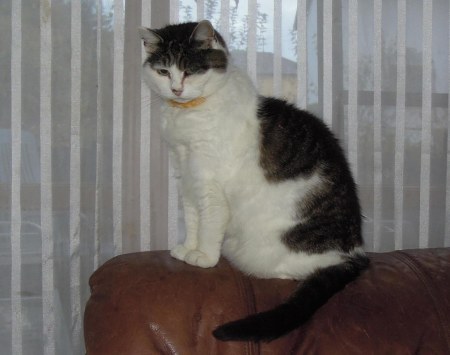 mis-marple-couch-dscn4703